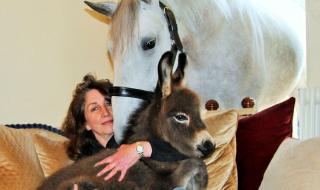 创造与魔法英俊白马