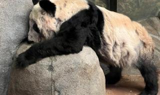 丫丫回国最新动态 丫丫回国最新动态